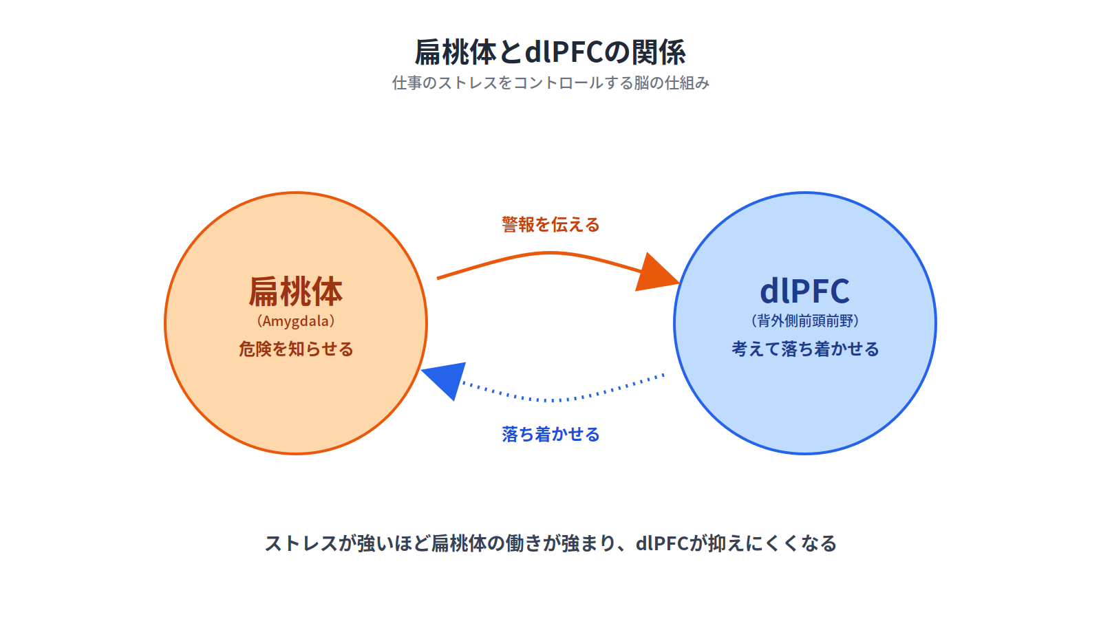 扁桃体とdlPFCの関係を示す図解。扁桃体は警報を伝え、dlPFCは考えて落ち着かせる