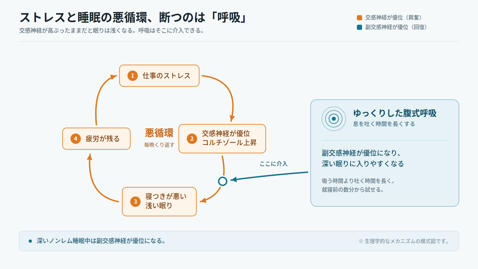 ストレスと睡眠の悪循環と、腹式呼吸による介入を示す図解